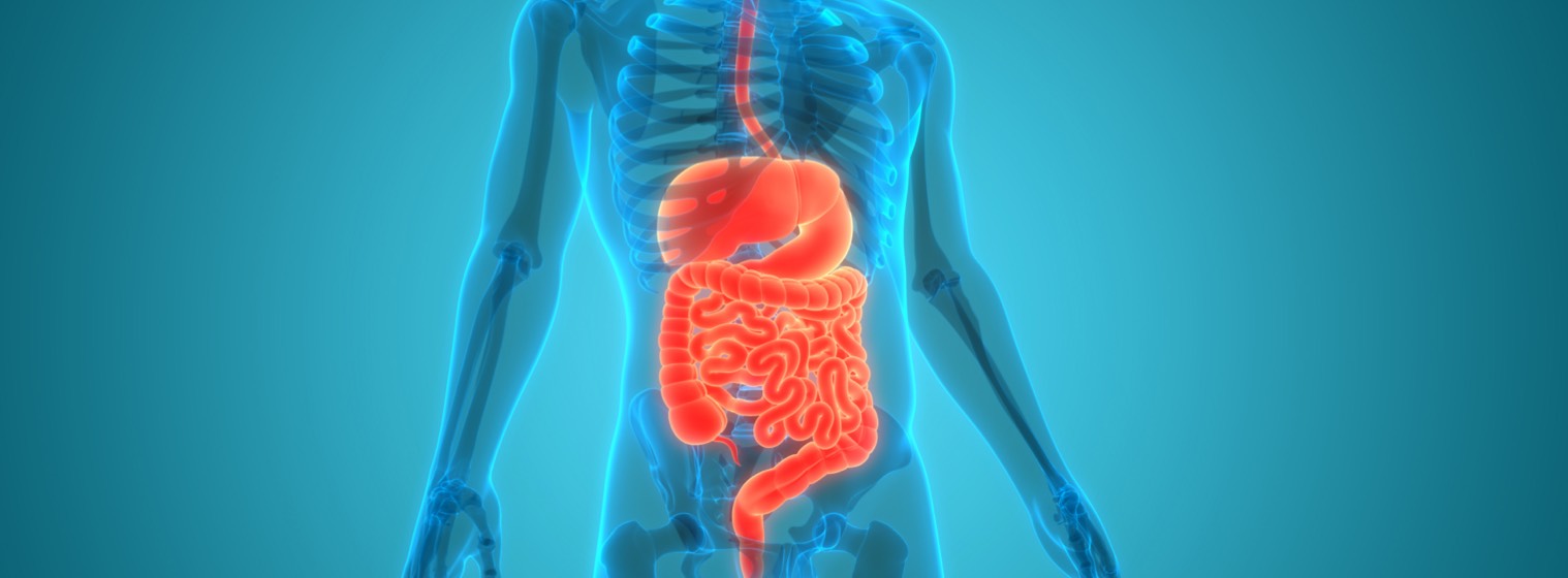 graphic of the digestive tract