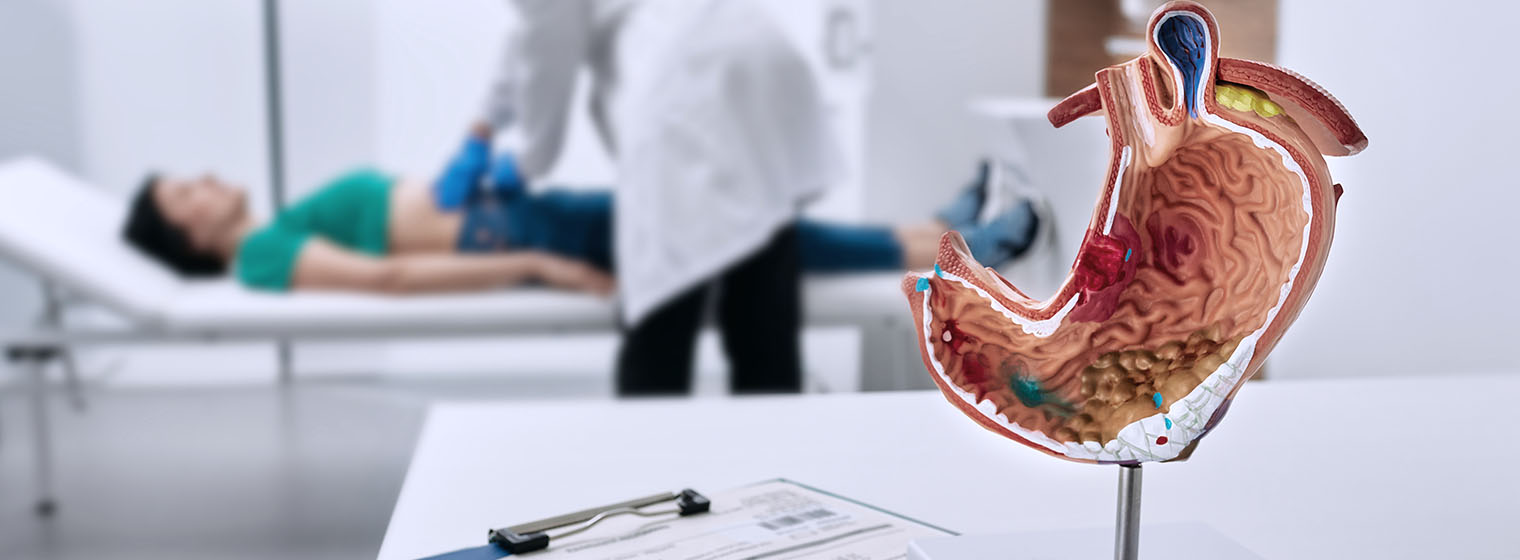 a model of a intestine sits on the counter while a doctor touches a patient on a table behind the model