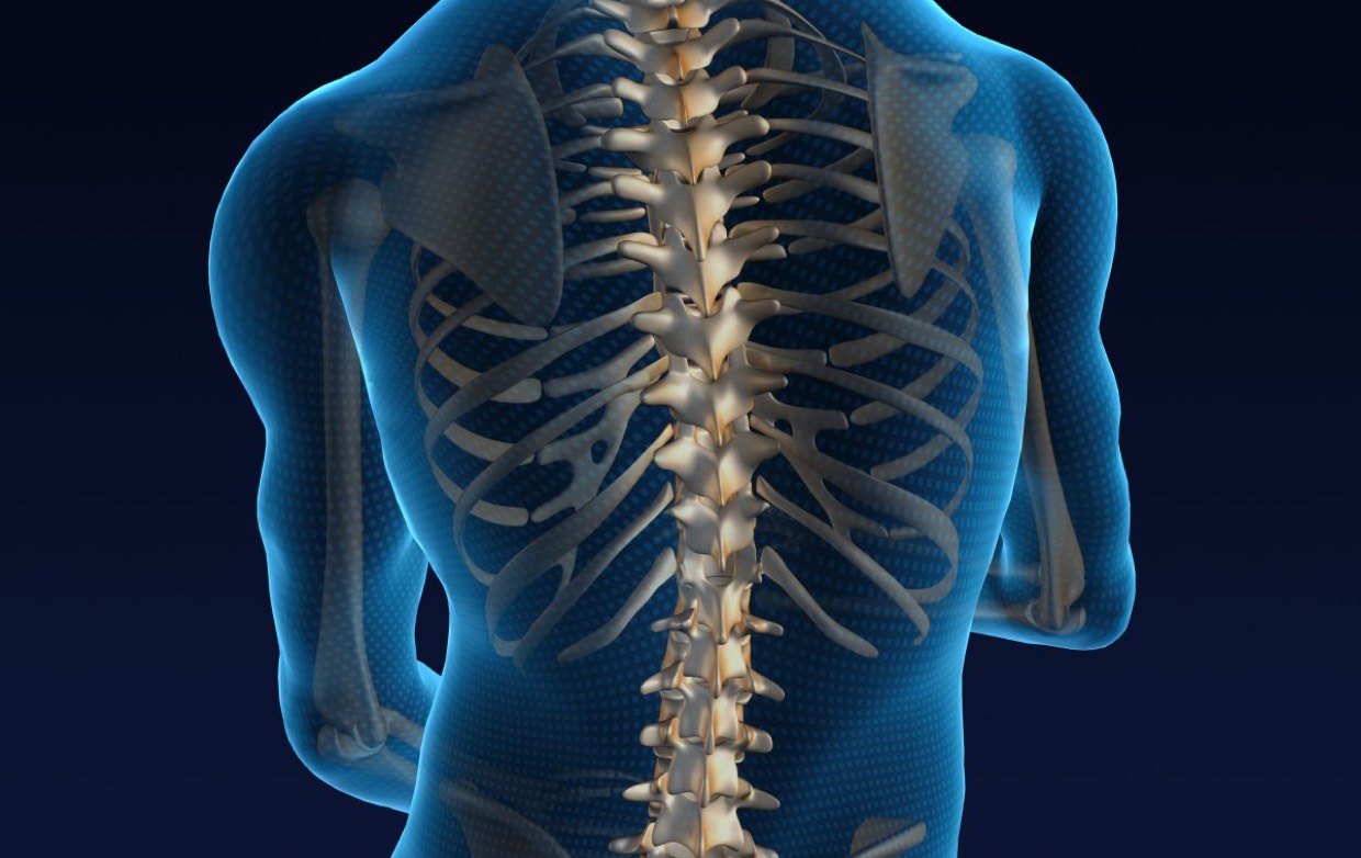 spine visual