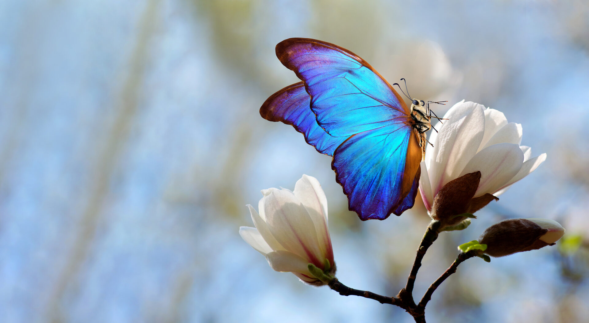A vibrant blue butterfly rests on a white magnolia flower, tranquility reminiscent of gentle moments spent learning how to care for hospice patient needs, with a blurred light blue and beige background suggesting a sunny outdoor setting.