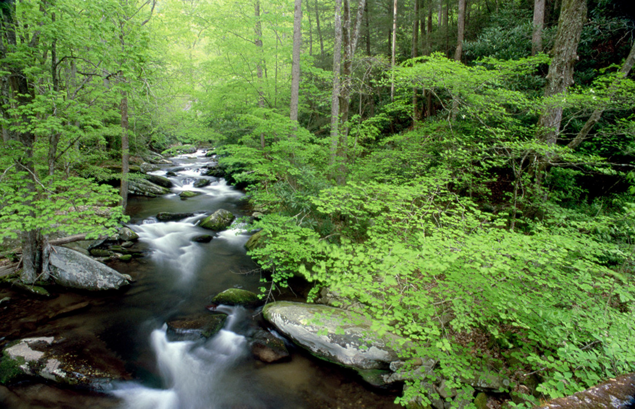 rushing creek in the Great Smoky Mountains