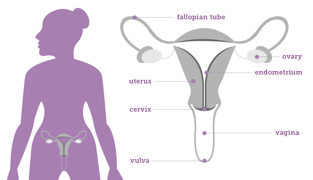 Gynecologic Anatomy