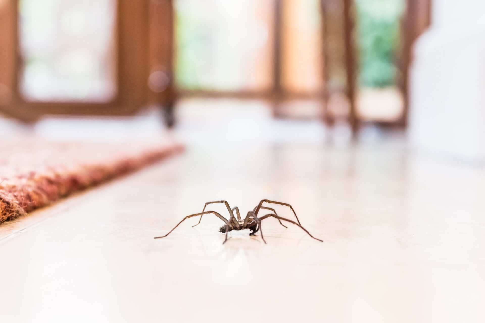 Some spider bites can really pack a punch.  For serious infections, seek the help of the experts at the Methodist Wound Treatment Center.