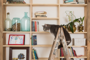 Curiosity Cat background