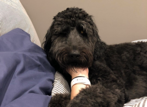 Animals Relieve Stress