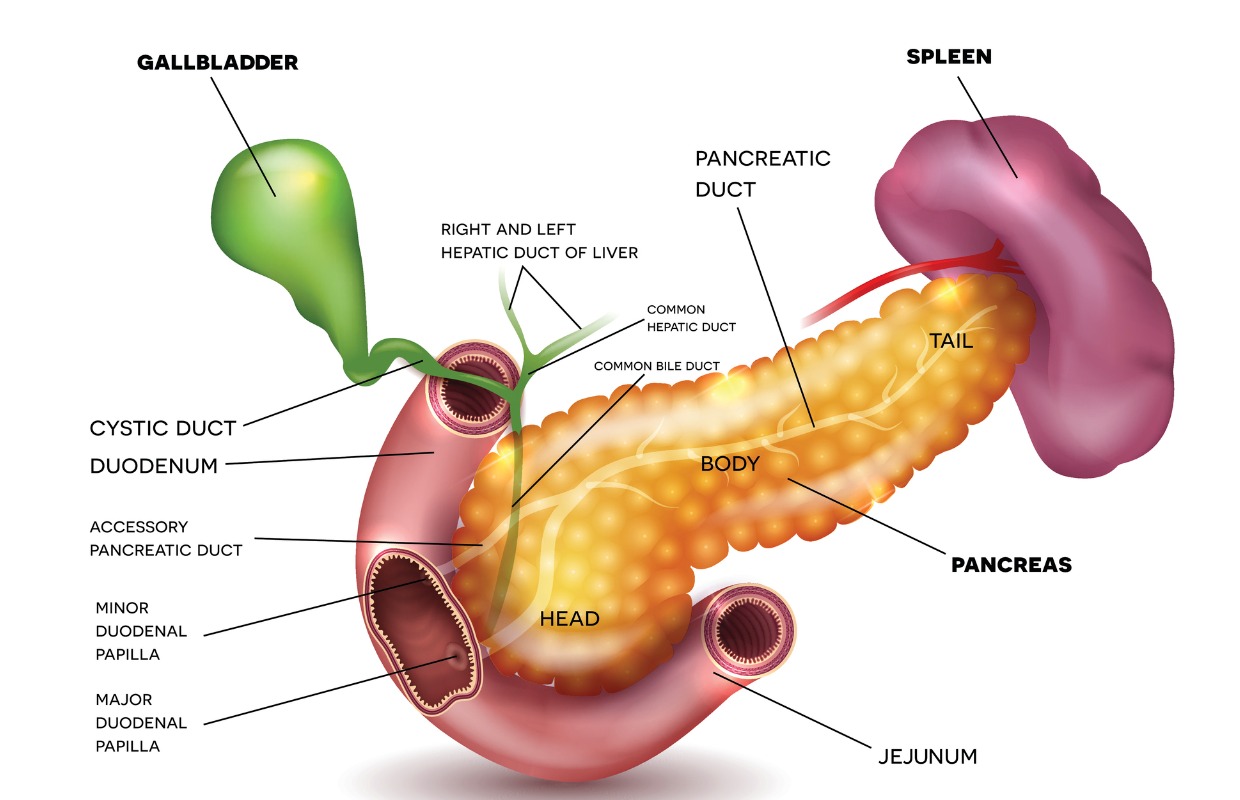 picture of pancreas and surrounding organs