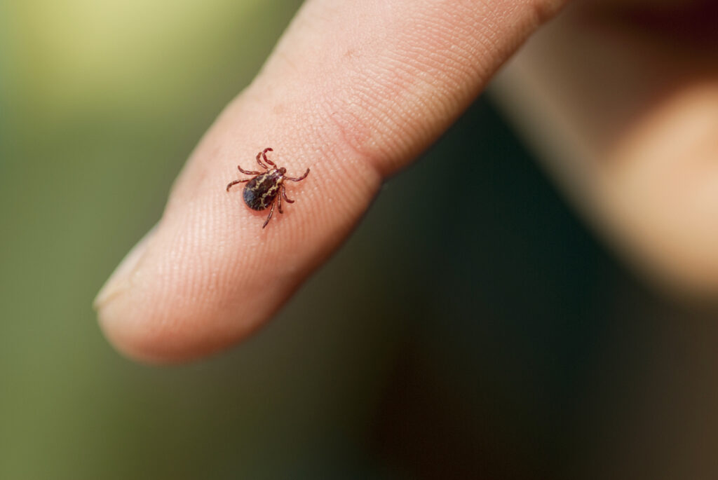 tick bites lyme disease