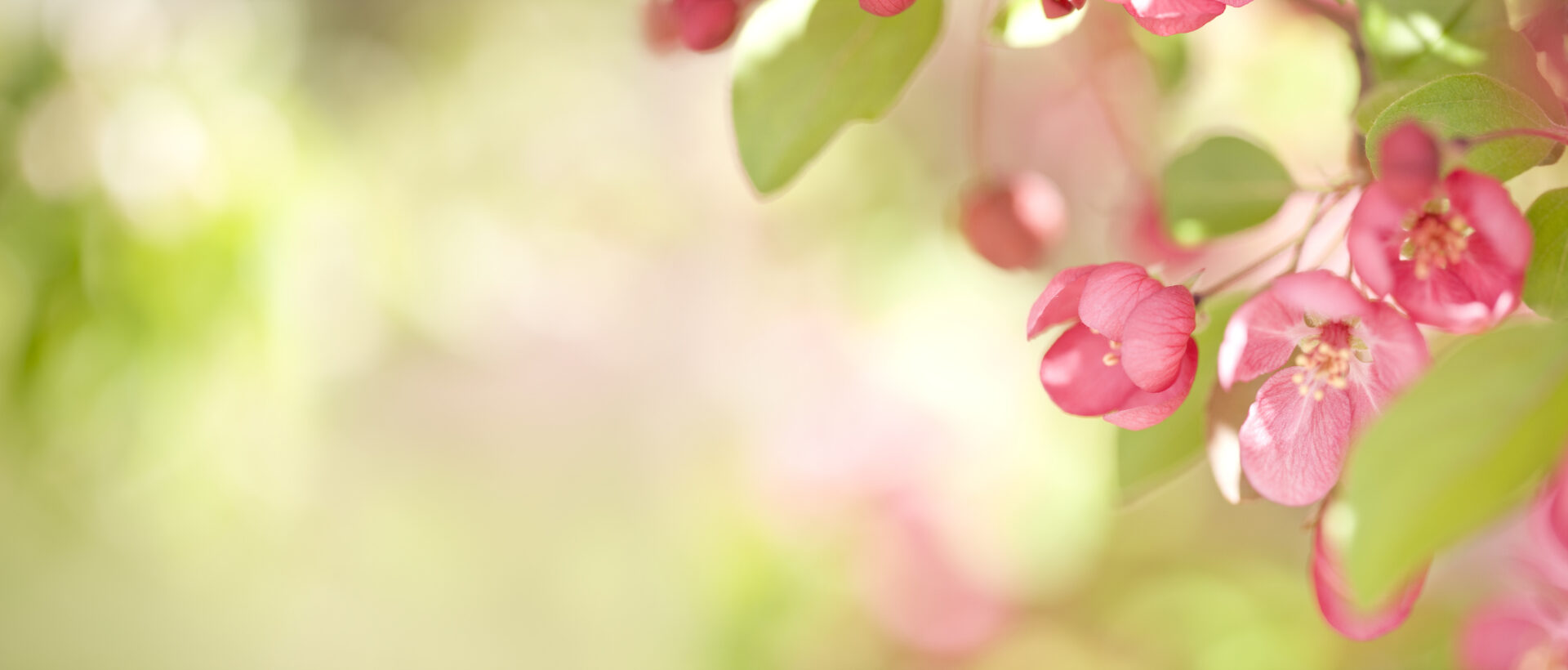 Close-up of delicate pink flowers and green leaves, softly lit with a blurred, light green and cream background, evoking a gentle, dreamy springtime atmosphere&mdash;perfect for those seeking relief from seasonal allergies with nasal sprays.
