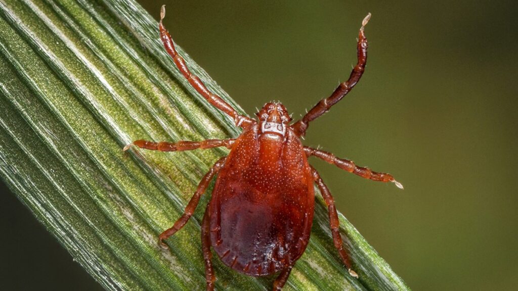 A close-up view of a reddish-brown tick with eight legs clinging to a green plant stem, shown against a blurred background.