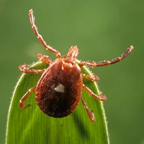 A close-up of a brown tick with a white spot on its back, standing on the edge of a green leaf, against a blurred green background.