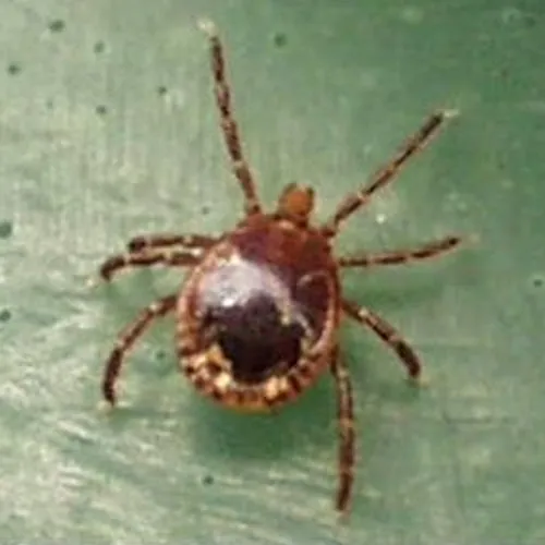 A close-up of a brown tick with a dark, rounded body and lighter markings on its edges, shown on a green surface.