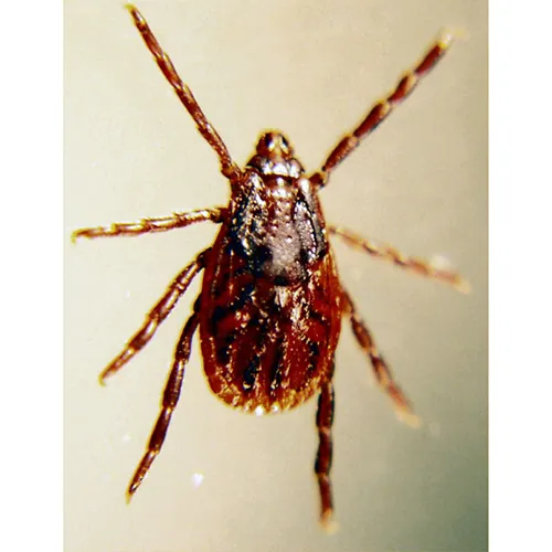 A close-up image of a brown and black tick with eight legs spread out, shown against a light, plain background.