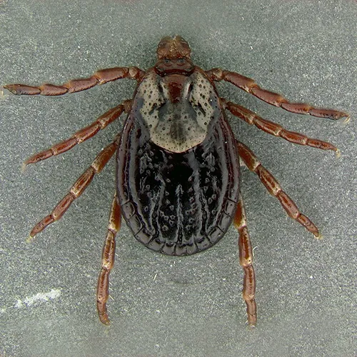 A close-up view of a brown and black tick with eight legs, shown against a gray, textured surface.