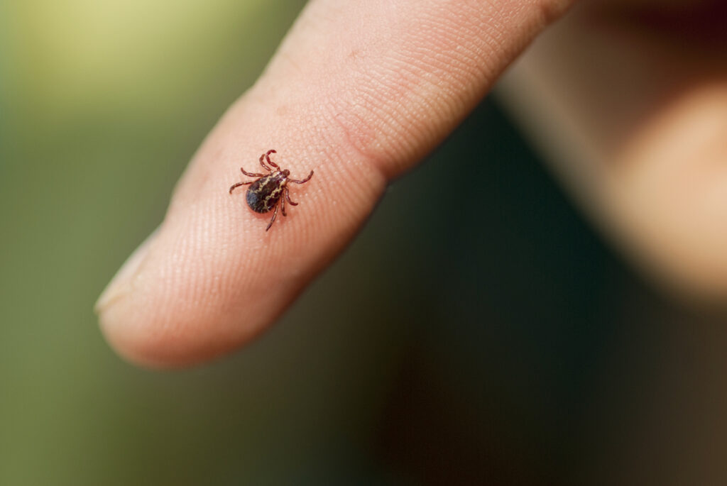 A close-up of a small tick crawling on the tip of a persons finger, with a blurred green background.