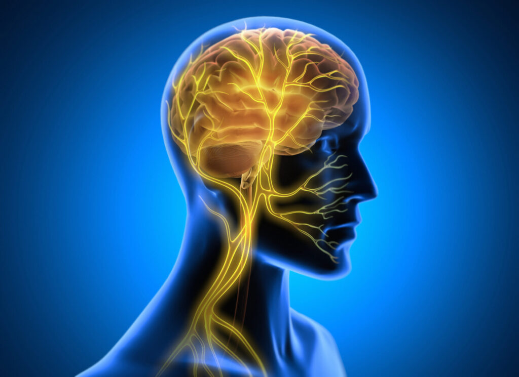 Illustration of a human head and upper torso in blue, showing the brain and nervous system highlighted in yellow and orange, representing neural pathways and brain activity on a blue background.