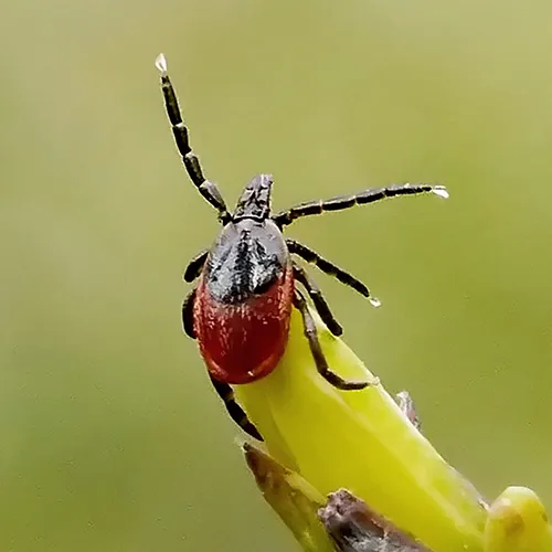 A close-up of a tick with a dark body and reddish-brown back, perched on the tip of a green plant stem against a blurred background.