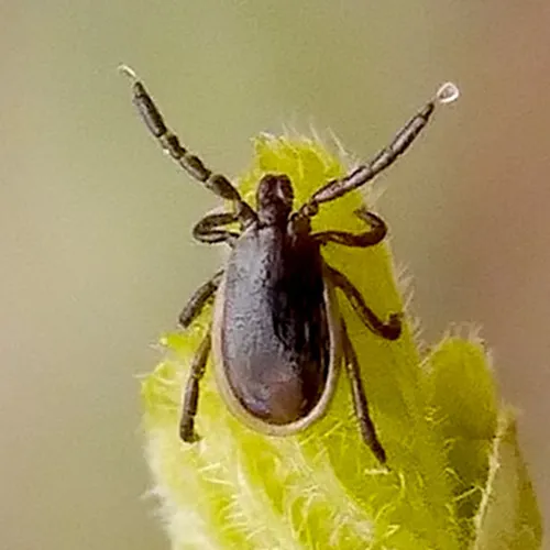 Close-up of a tick with a dark, oval-shaped body and eight legs, perched on the edge of a fuzzy green leaf or plant stem against a blurred background.