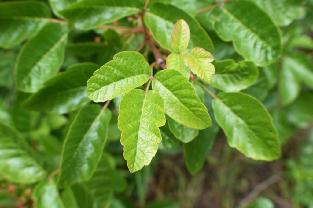 Close-up of shiny green leaves, with a central leaf divided into three distinct leaflets, surrounded by blurred foliage.