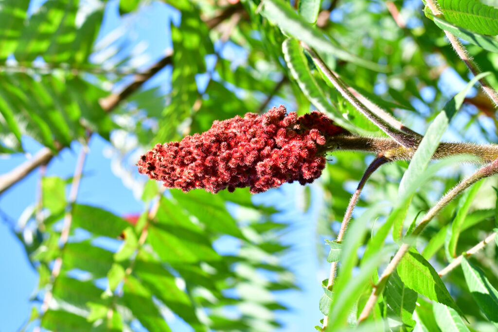 A close-up of a bright red sumac flower cluster on a branch surrounded by green leaves against a blue sky.