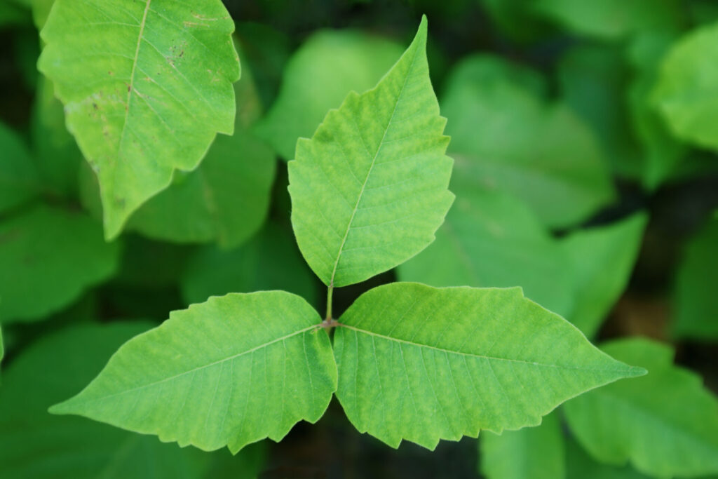 A close-up of a green plant with three pointed leaves, surrounded by other similar green foliage in the background.